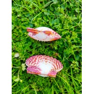 PECTEN PHALLIUM-KAPAKLI/ÇİFTLİ