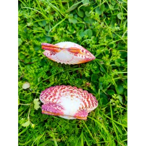 PECTEN PHALLIUM-KAPAKLI/ÇİFTLİ