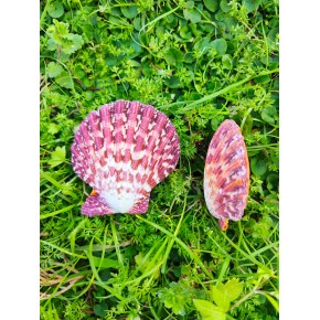 PECTEN PHALLIUM-KAPAKLI/ÇİFTLİ