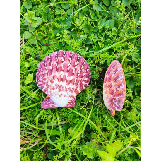 PECTEN PHALLIUM-KAPAKLI/ÇİFTLİ