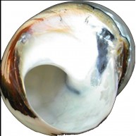 TURBO SARMATICUS POLISHED 3"