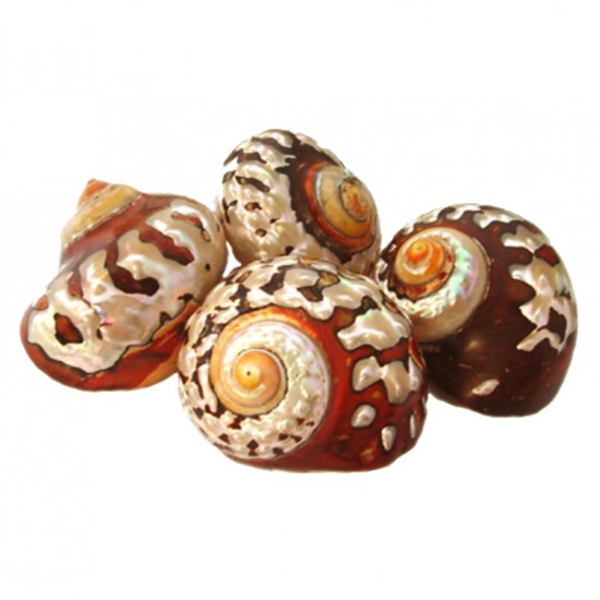 TURBO SARMATICUS POLISHED 3"