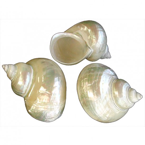 TURBO BURGESS SEDEFLİ 3"