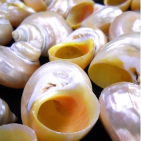 TURBO BURGESS SEDEFLİ 4"