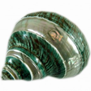 TURBO BURGESS BANDED 4" 