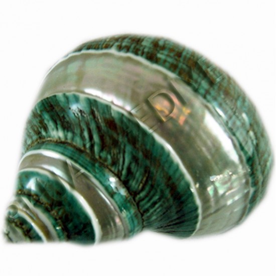 TURBO BURGESS BANDED 4" 