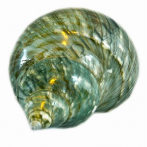 TURBO BURGESS POLISHED 4"