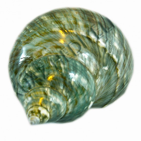 TURBO BURGESS POLISHED 4"