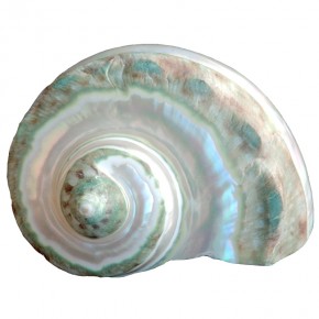 TURBO BURGESS BANDED-ORTA