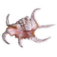 LAMBIS CHIRAGRA 6"-7"