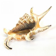 LAMBIS LAMBIS / BÜYÜK