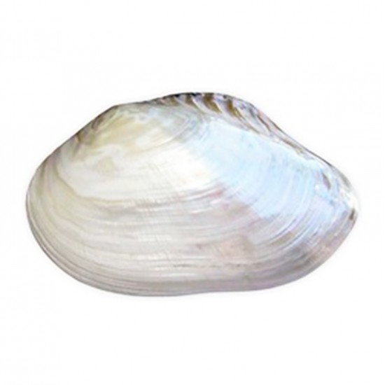 MACABE PEARLIZED  9" - TEKLİ