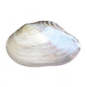 MACABE PEARLIZED  11" - TEKLİ