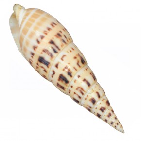 TEREBRA MACULATA NATUREL 5" - 6"