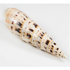 TEREBRA MACULATA NATUREL 5" - 6"