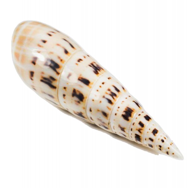 Terebra Maculata Deniz Kabuğu - Naturel 5–6 inç