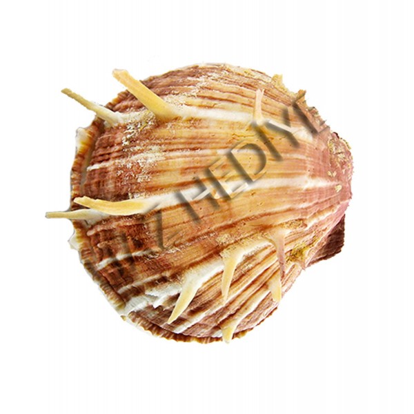 Spondylis Lazarius Deniz Kabuğu - Orta