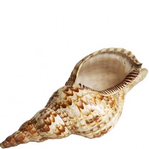 TRITON 15 "