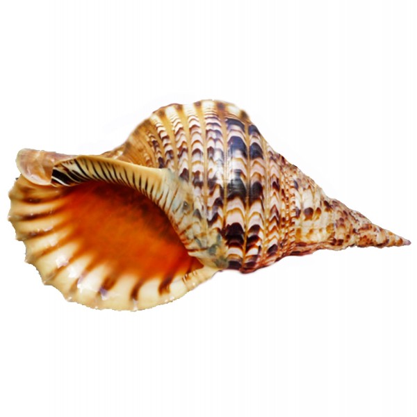 Triton Deniz Kabuğu - 15 inç