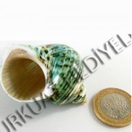 TURBO CRASSUS POLISHED - BÜYÜK