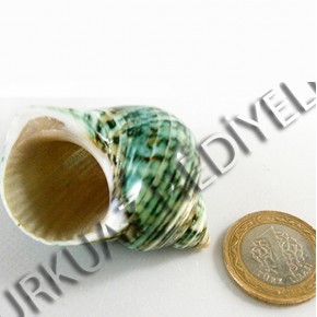 TURBO CRASSUS POLISHED - BÜYÜK