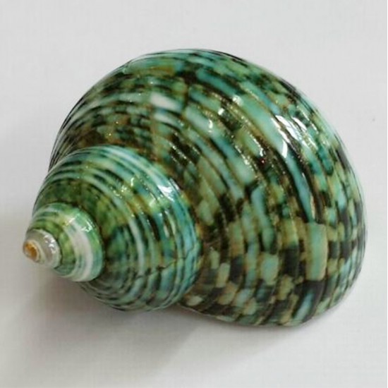 TURBO CRASSUS POLISHED - KÜÇÜK