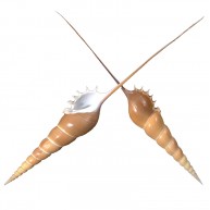 TIBIA FUSUS