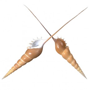 TIBIA FUSUS