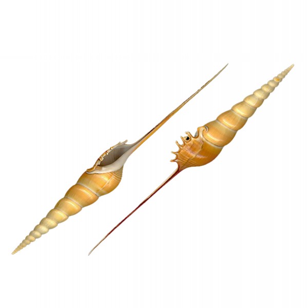 Tibia Fusus Deniz Kabuğu