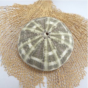 DENİZ KESTANESİ - ALFONZO