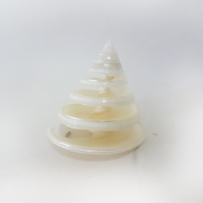 TROCA PEARLIZED -SPIRAL KESİK 2"-2,5"                       