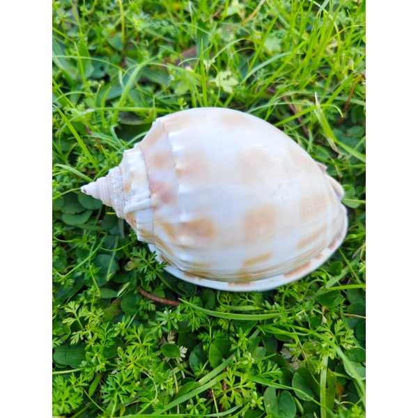 Dotted Shells Küçük Deniz Kabuğu