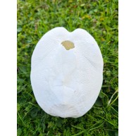 SUNDOLLAR  WHITE -KESTANE