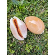 GOLDEN COWRIE