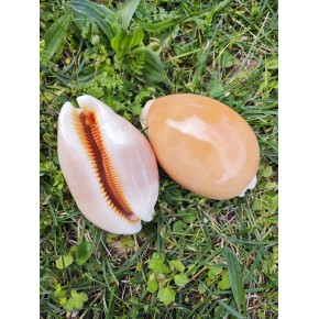 GOLDEN COWRIE
