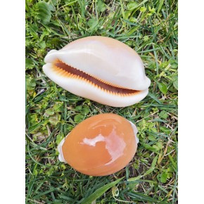 GOLDEN COWRIE