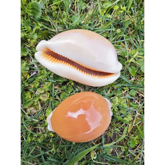 GOLDEN COWRIE