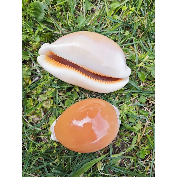 Golden Cowrie Deniz Kabuğu