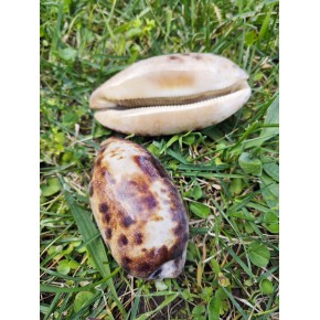 CYPREA TESTODENARIA