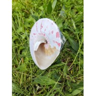 TROCA POLISHED NATUREL  5"