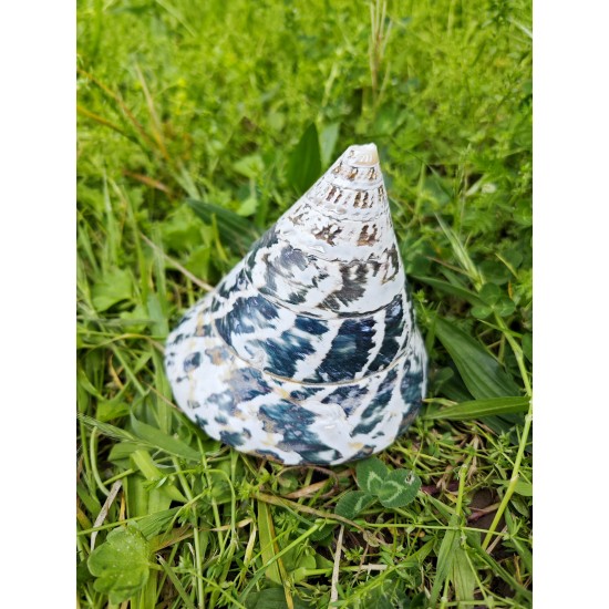TROCA POLISHED NATUREL  5"