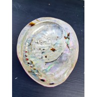 HALIOTIS POLISHED RED 5,5