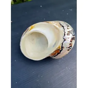 TURBO SARMATICUS POLISHED 5