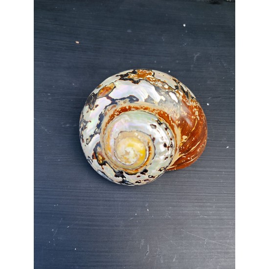 TURBO SARMATICUS POLISHED 5"
