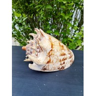 VOLUTA IMPERIALES (XL)