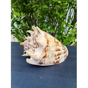 VOLUTA IMPERIALES (XL)