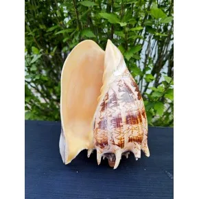 VOLUTA IMPERIALES (XL)