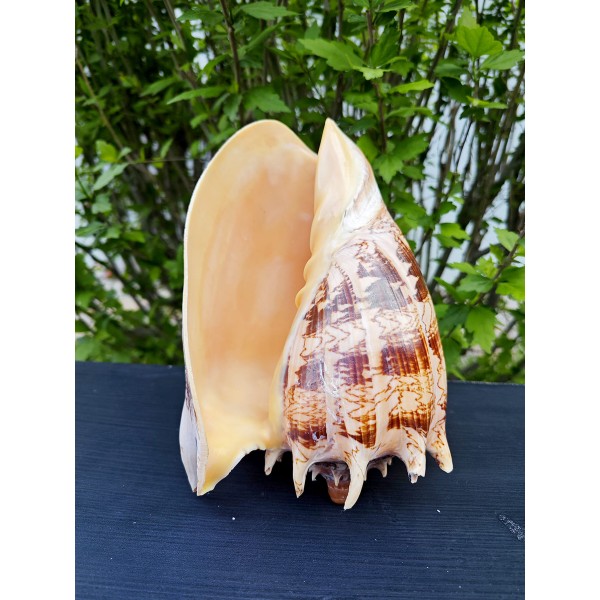 Voluta Imperiales (XL) Deniz Kabuğu Voluta Imperiales (XL) Deniz Kabuğu