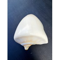 VOLUTA NOBILIS  POLISHED