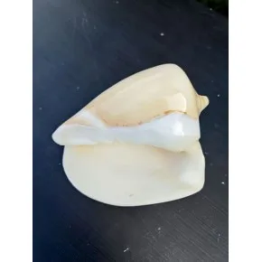 VOLUTA NOBILIS POLISHED
